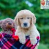 Image of Phoenix, a Golden Retriever puppy