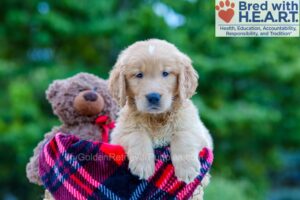 Image of Phoenix, a Golden Retriever puppy