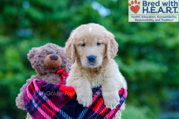 Image of Phoenix, a Golden Retriever puppy