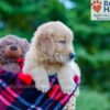 Image of Phoenix, a Golden Retriever puppy