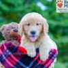 Image of Phoenix, a Golden Retriever puppy