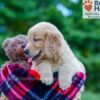 Image of Phoenix, a Golden Retriever puppy