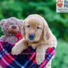 Image of Polly, a Golden Retriever puppy