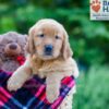 Image of Polly, a Golden Retriever puppy