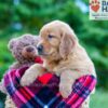 Image of Polly, a Golden Retriever puppy