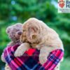 Image of Polly, a Golden Retriever puppy