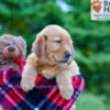 Image of Polly, a Golden Retriever puppy