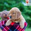 Image of Polly, a Golden Retriever puppy