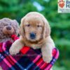 Image of Polly, a Golden Retriever puppy