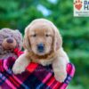 Image of Polly, a Golden Retriever puppy