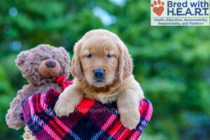 Image of Polly, a Golden Retriever puppy