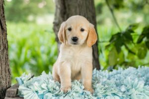Image of Poppy, a Golden Retriever puppy