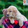 Image of Poppy, a Golden Retriever puppy