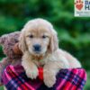 Image of Poppy, a Golden Retriever puppy