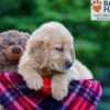 Image of Poppy, a Golden Retriever puppy