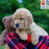 Image of Poppy, a Golden Retriever puppy
