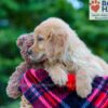 Image of Poppy, a Golden Retriever puppy