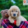 Image of Poppy, a Golden Retriever puppy