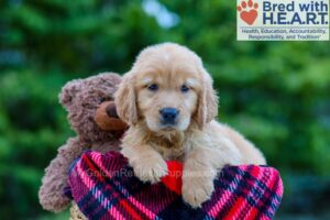 Image of Poppy, a Golden Retriever puppy