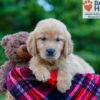 Image of Poppy, a Golden Retriever puppy