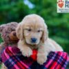 Image of Poppy, a Golden Retriever puppy