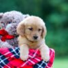 Image of Raine, a Golden Retriever puppy