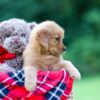 Image of Raine, a Golden Retriever puppy