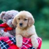 Image of Raine, a Golden Retriever puppy