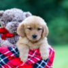 Image of Raine, a Golden Retriever puppy