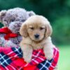 Image of Raine, a Golden Retriever puppy