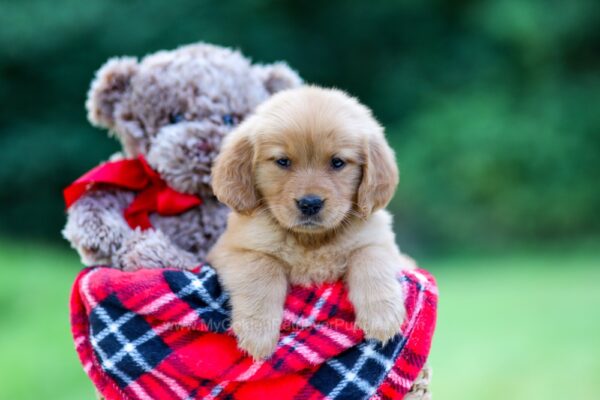 Image of Raine, a Golden Retriever puppy
