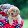Image of Raine, a Golden Retriever puppy