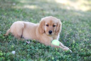 Image of Raine (in training), a Golden Retriever puppy
