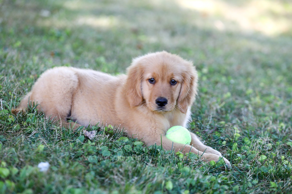 Raine (trained) Image of Raine (trained), a Golden Retriever puppy