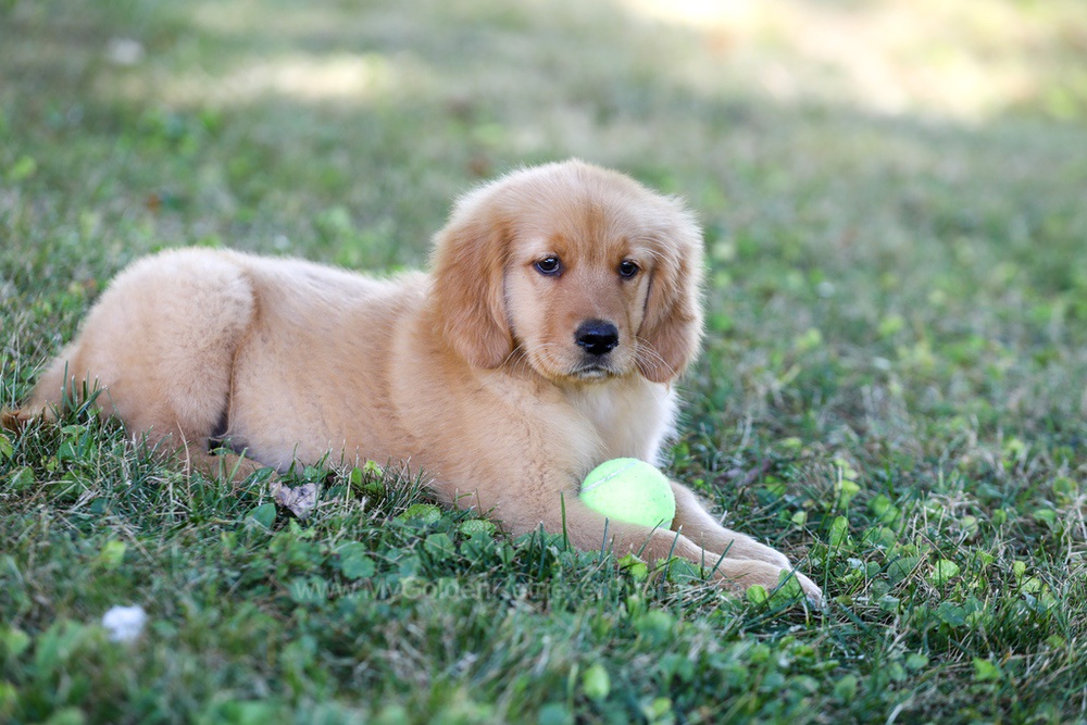 Raine (trained) Image of Raine (trained), a Golden Retriever puppy