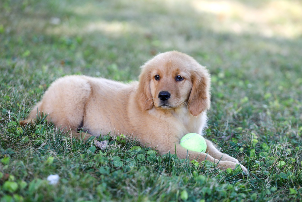 Raine (trained) Image of Raine (trained), a Golden Retriever puppy