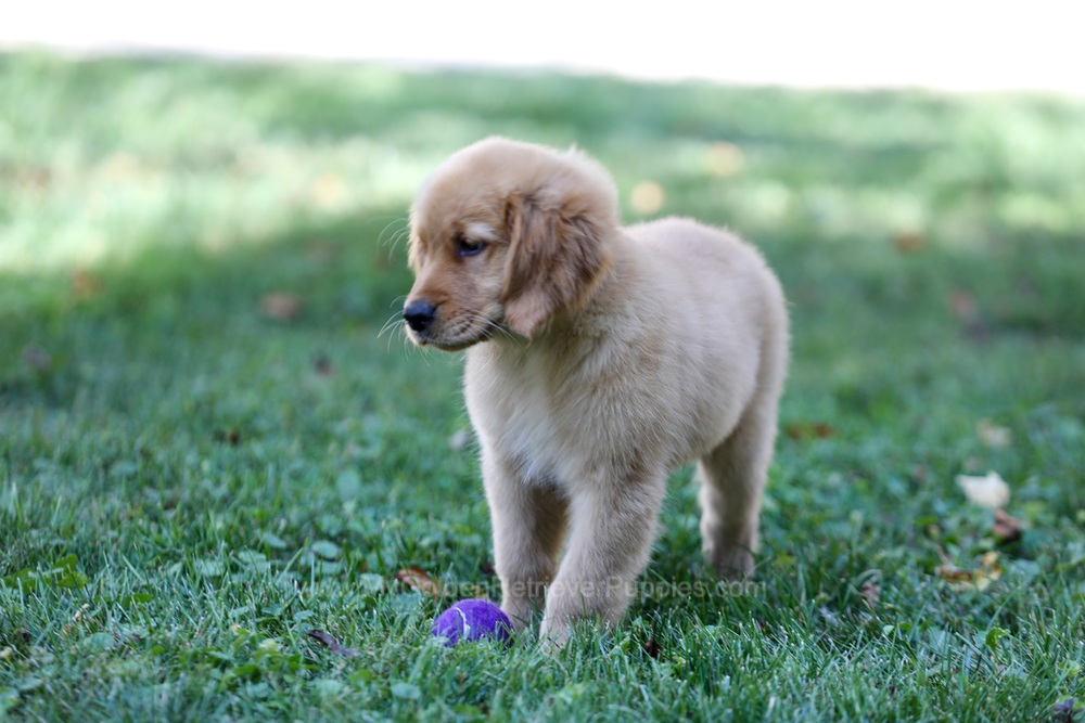 Raine (trained) Image of Raine (trained), a Golden Retriever puppy