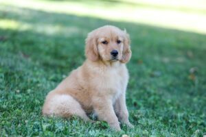 Image of Raine (in training), a Golden Retriever puppy