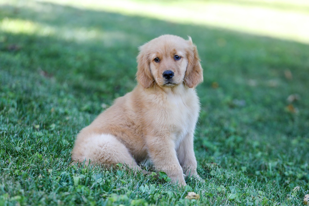 Raine (trained) Image of Raine (trained), a Golden Retriever puppy