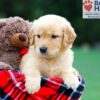 Image of Reba, a Golden Retriever puppy