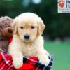 Image of Reba, a Golden Retriever puppy