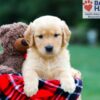Image of Reba, a Golden Retriever puppy