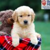 Image of Reba, a Golden Retriever puppy