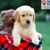 Image of Reba, a Golden Retriever puppy