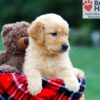 Image of Reba, a Golden Retriever puppy
