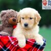 Image of Reba, a Golden Retriever puppy
