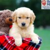 Image of Reba, a Golden Retriever puppy