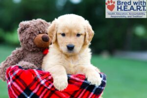 Image of Reba, a Golden Retriever puppy