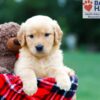Image of Reba, a Golden Retriever puppy