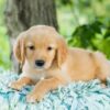 Image of Reed, a Golden Retriever puppy